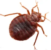 bed bug exterminator havelock
