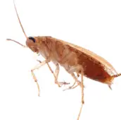 cockroach control pest control havelock