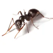 pavement ant havelock