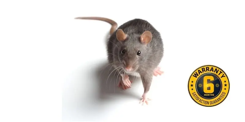 rat exterminator havelock