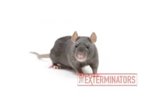 rat infestation havelock